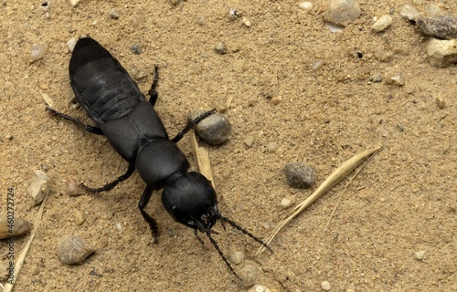 The devils coach-horse beetle, Ocypus olens, a species of beetle belonging to the family of the rove beetles, Staphylinidae, outdoor, terrain
