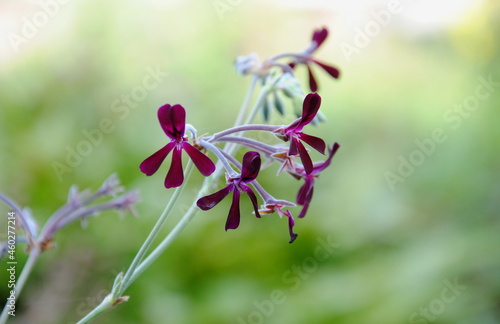 Close up of the very dark purple to nearly black flowers of African or South African geranium (Pelargonium sidoides), a plant native to South Africa.