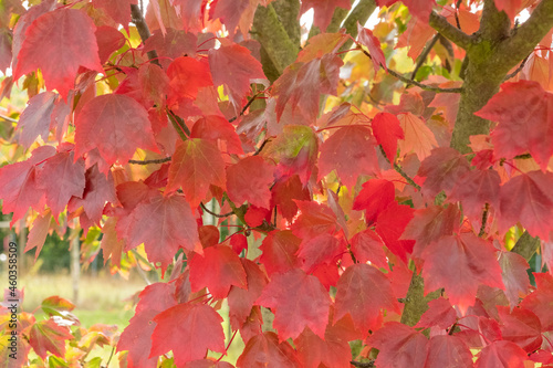 Acer rubrum 'Brandywine' Blatt in Herbstfärbung