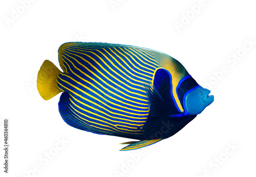 Emperor angelfish (Pomacanthus imperator) isolated on white background, Red Sea, Egypt. Beautiful tropical fish with colorful diagonal stripes. Close-up, side view, cut out.