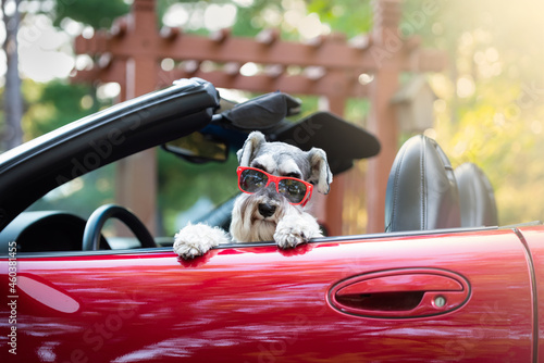 dog with red sunglasses sitting in red convertible with top down
