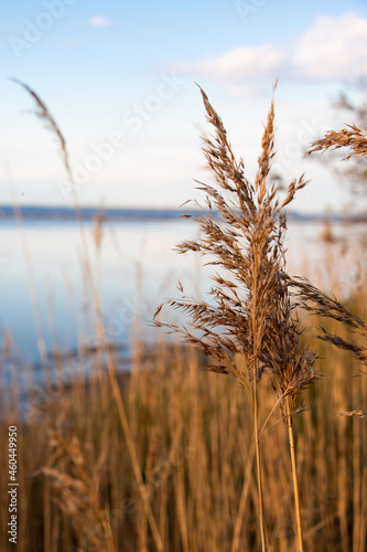 reeds in the wind