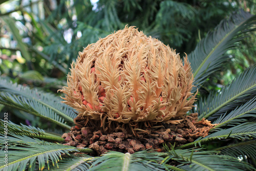 Cycas revoluta blossom. Cycas revoluta close-up. Female cone of sago palm tree.Close up of a Female Sago palm. close up of a sago palm flower. Sago Palm With Female Cone.