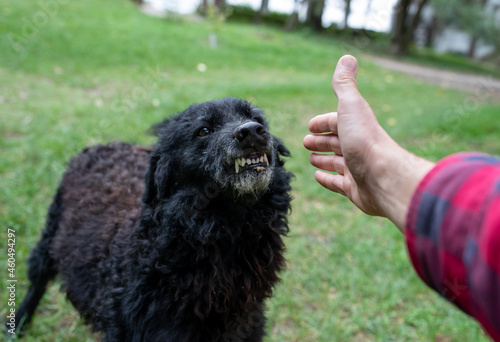 Aggressive dog showing teeth to stranger man