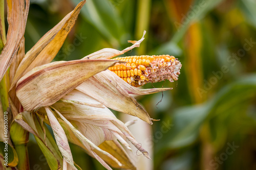 Agriculture, damaged corn plant in field, harvest time