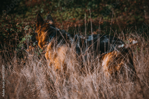 owczarek niemiecki stojący pośród traw