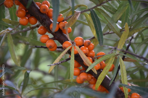 Pomarańczowe owoce rokitnika zwyczajnego