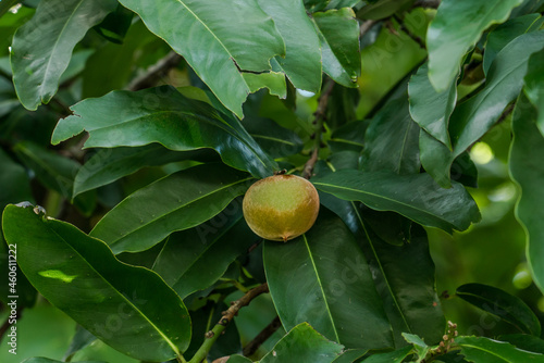 Diospyros discolor commonly known as velvet apple, velvet persimmon, kamagong, or mabolo tree is a tree of the genus Diospyros of ebony trees and persimmons.
