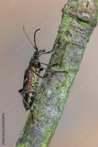 a longhorn beetle - Rhagium bifasciatum