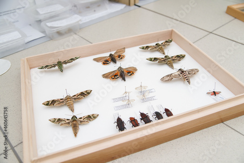 Wooden box with a collection of butterflies of southern latitudes.