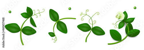 Four green pea sprigs with leaves and flower isolated on white background. Realistic vector illustration. Top view.