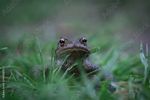 A common toad front view closeup at summer in saarland