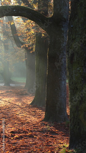park, w parku, jesień, światło, promienie, mgiełka, mgła, wilgotność powietrza