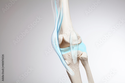 Knee cartilage bone and muscles pain, human leg anatomy illustration 
