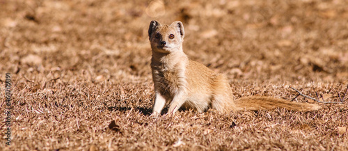 Young Indian brown mongoose in its natural habitat