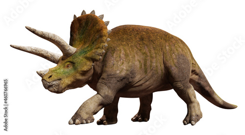 Triceratops horridus, dinosaur isolated on white background 