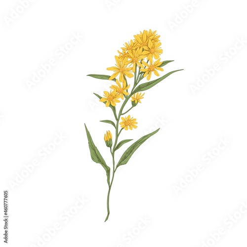 Wild goldenrod flower. Vintage botanical drawing of medical floral plant. Solidago nemoralis, meadow herb. Realistic blooming wildflower. Hand-drawn vector illustration isolated on white background