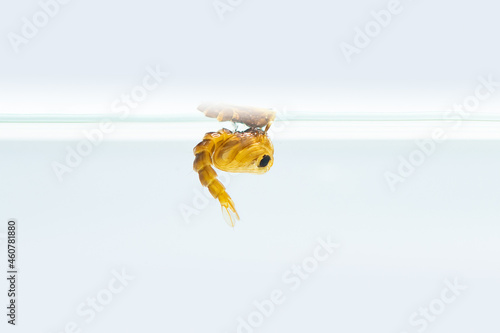 Mosquito pupa in water isolated on white background