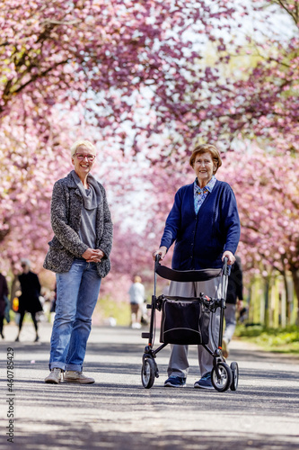 Seniorin mit Rollator geht mit ihrer Tochter im Park spazieren, im Frühling zur Kirschblüte, 