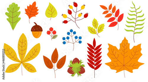 Set of autumn leaves berries nuts yellow orange green red blue color