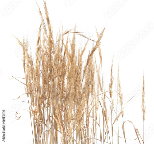 Dry reeds isolated on white background. Abstract dry meadow plants, grass, herbs.