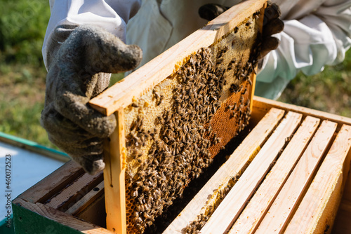 cropped view of beekeeper holding honeycomb frame with bees near beehive