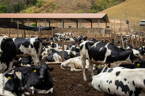 Curral com vacas leiteiras holandesas de raça com manchas pretas e brancas