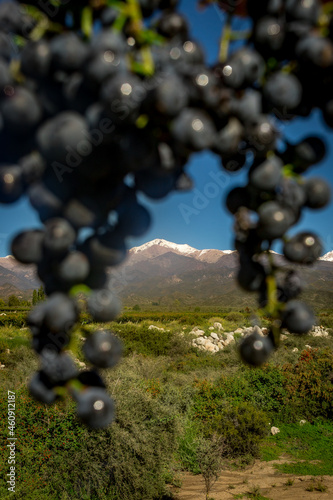 racimo de uvas en cordillera de Los Andes