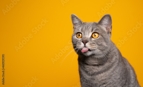 naughty tabby british shorthair cat sticking out tongue looking at copy space on yellow background