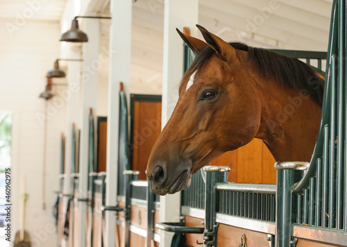 Bay Dutch Warmblood sticking head of stall in pretty barn. 