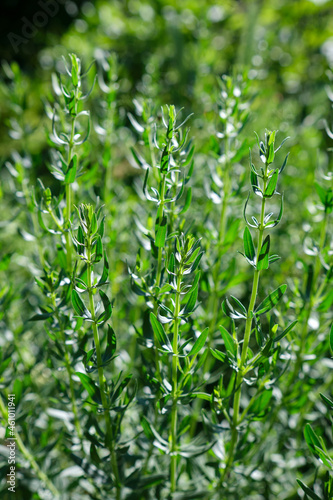 Rosemary herb plants in the garden