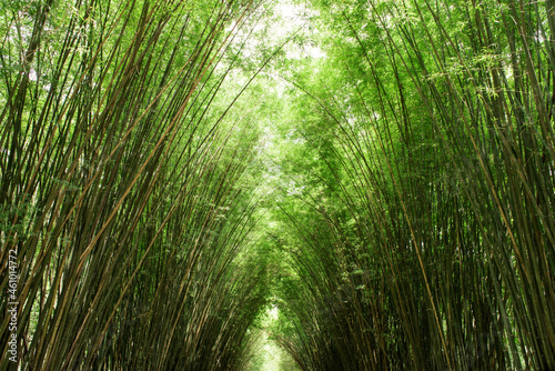 Bamboo trees and green leaves on nature background.