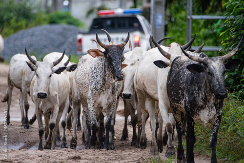 A herd of cattle passing through a street in lekki, Nigeria