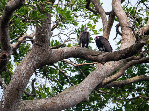 Two hooded vultures perched on an Eky tree