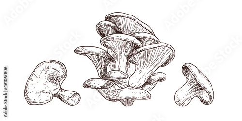 Hand drawn oyster mushrooms. Isolated sketch on white background. Vector illustration.