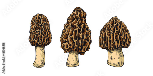 Hand drawn morel mushroom. Isolated sketch on white background. Vector illustration.