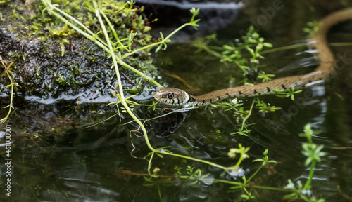 A grass snake into water at spring in saarland, top view