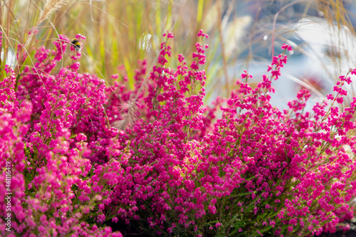 Selective focus bush of purple pink bell heather flowers, Calluna vulgaris (heath, ling) is the sole species in the genus Calluna in the flowering plant family Erica gracilis, Nature floral background