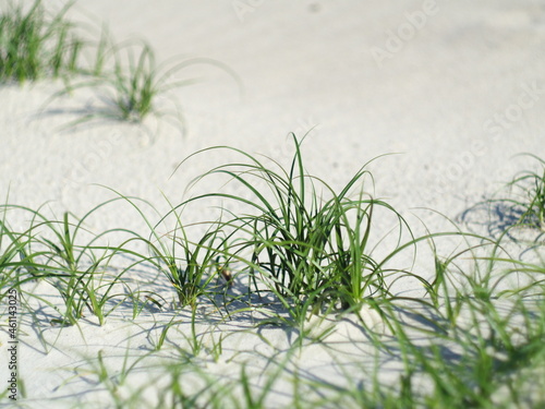Kępki trawy rosnące na piasku