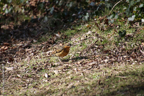 A varied thrush standing in the middle of a clearing