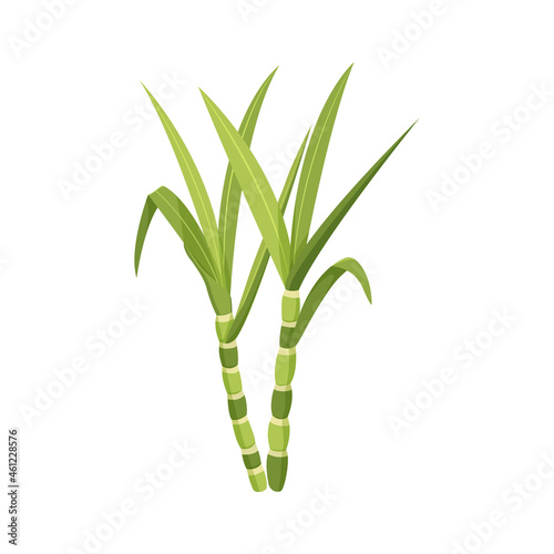 Sugarcane stalk with leaves isolated on white background.