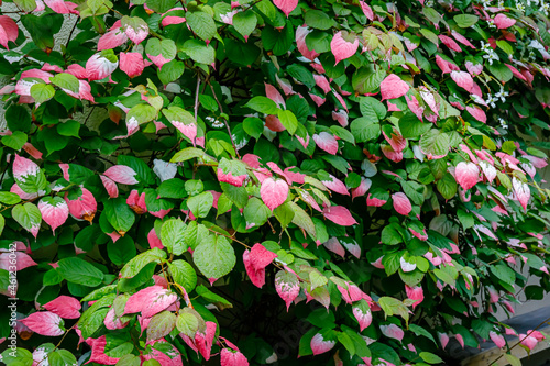 Actinidia kolomikta (Variegated Kiwi Vine) red green leaves with water drops, close up. Flamingo ray pens Climber Wall Shrub. Artic Kiwi Colorful leaves