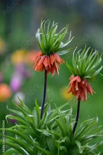 Dwa pomarańczowe kwiaty korony cesarskiej w rozkwicie z zielonym, rozmytym tłem i plamami kolorowych tulipanów.