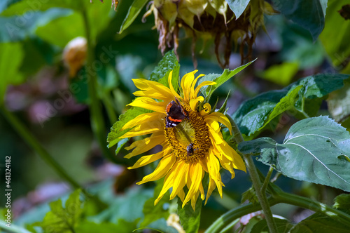 Duży ozdobny kwiat słonecznika motyl i bąk w pięknych mocnych promieniach słońca 