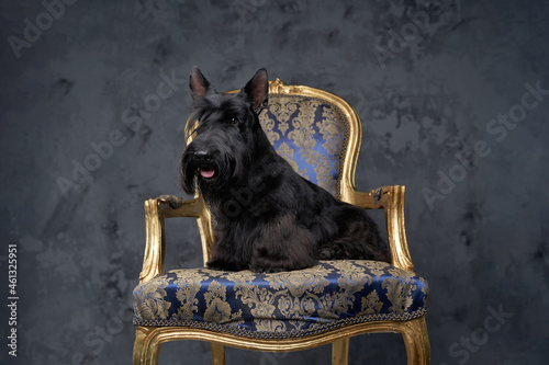 Adorable scottish terrier dog sitting on luxurious armchair