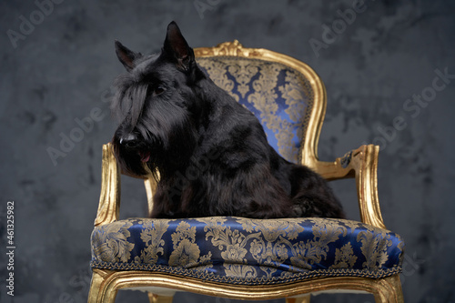 Scottish terrier breed doggy sitting on luxurious armchair