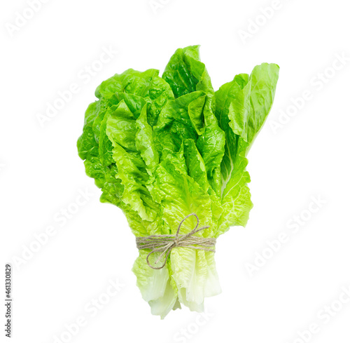 Bunch of fresh lola rosso lettuce leaf tied with plait isolated on white background.