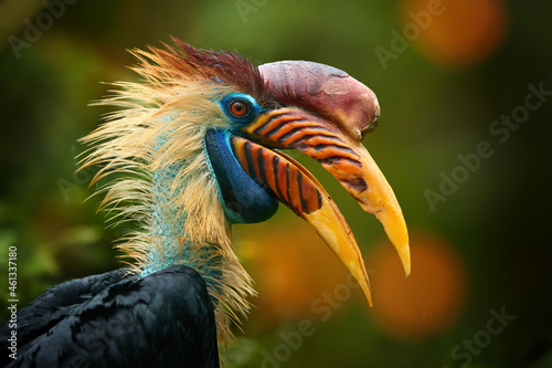 Portrait of extraordinary bird with huge, orange and red striped beak, blue head. Knobbed Hornbill, Aceros cassidix. Bird of Sulawesi. 
