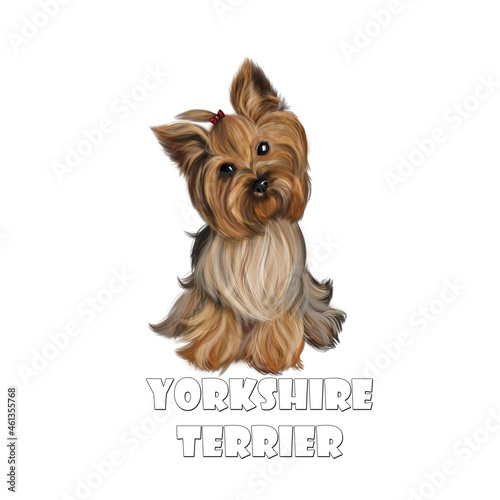 yorkshire terrier 