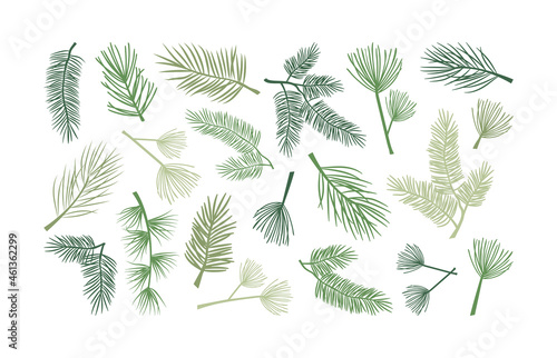 Christmas fir branch and pine cone, holly plant and evergreen tree, cedar twig icon, New Year decoration. Hand drawn vector illustration